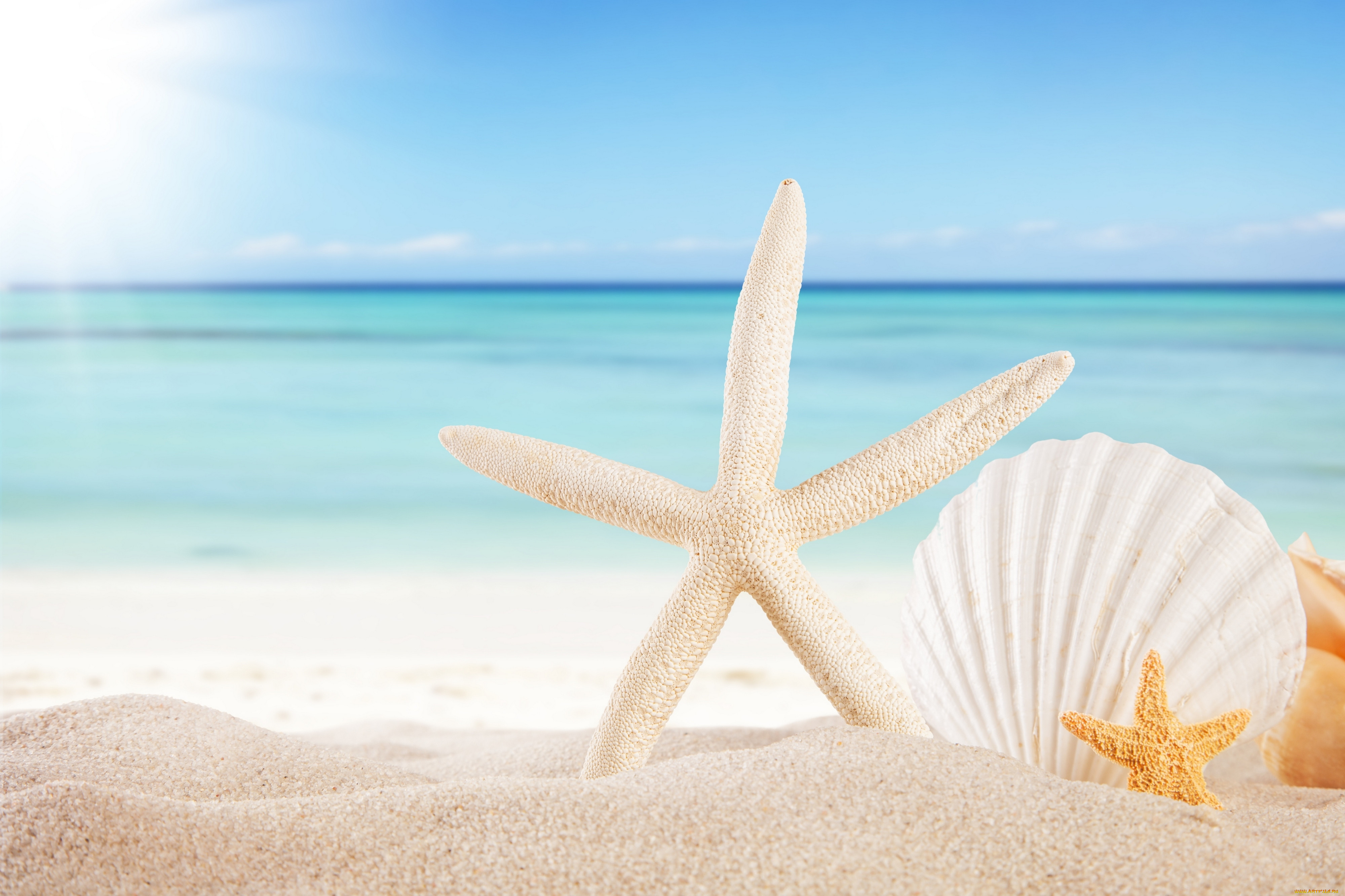 , ,  ,    spa-, seashells, starfishes, beach, sea, sunshine, summer, sand, sky, , , , , 